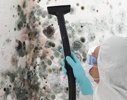 Why You Should Choose Our Mold Remediation Services in Bonita, CA